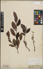 Foto von Salix lapponum L. x Salix silesiaca Willd.